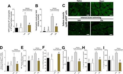 Brief research report: Repurposing pentoxifylline to treat intense acute swimming–Induced delayed-onset muscle soreness in mice: Targeting peripheral and spinal cord nociceptive mechanisms